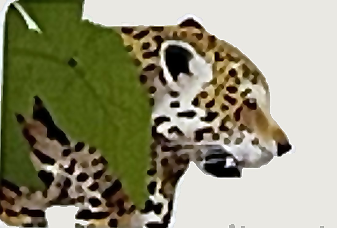 Jaguar