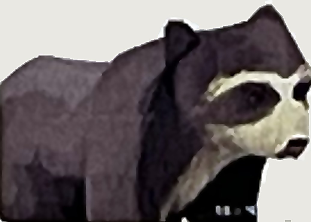 Oso andino