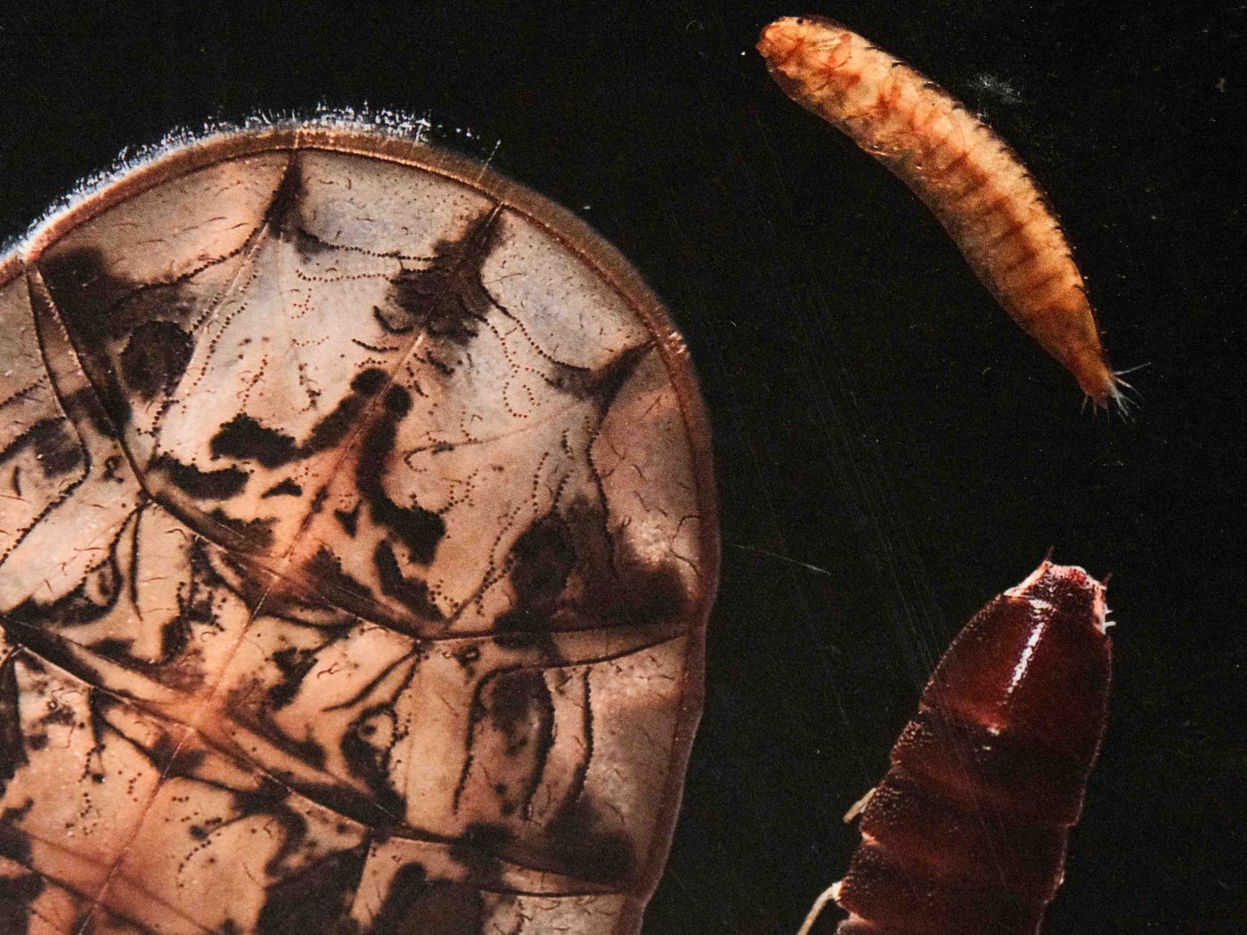 Macroinvertebrados acuáticos de nuestros ríos (fotos del libro)